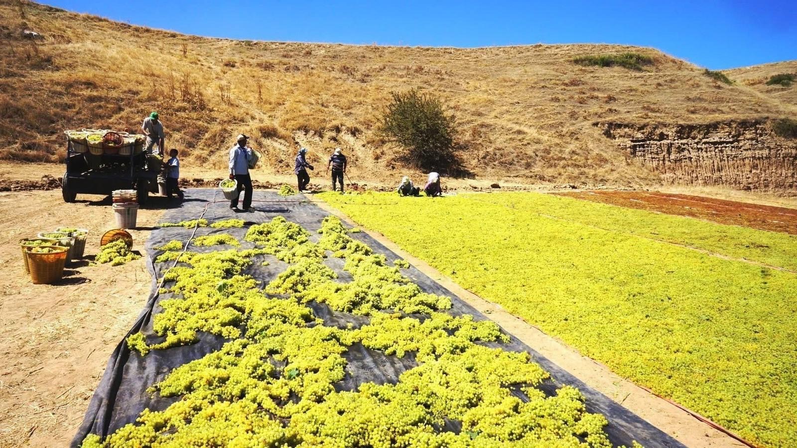 Deni̇zli̇ Haber Üzüm Mani̇sa (2)