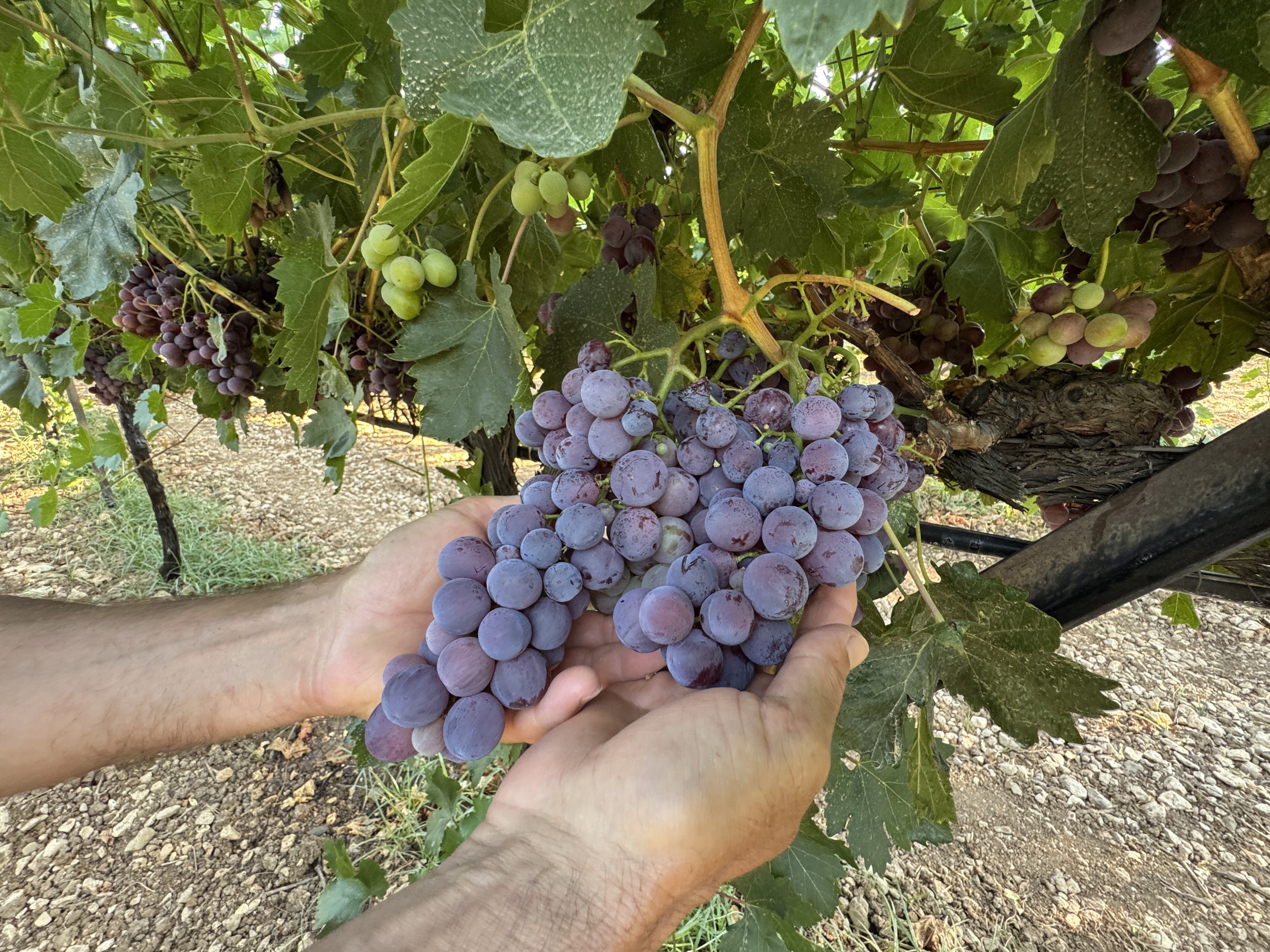 Denizli Haber Üzüm Rekolte (1)