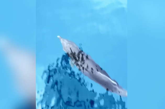 Denizli Haber Yunus-2