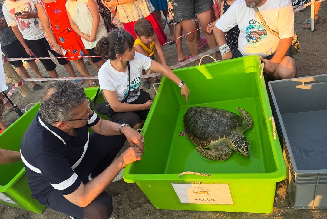 Denizlihaber Denizkaplumbağa