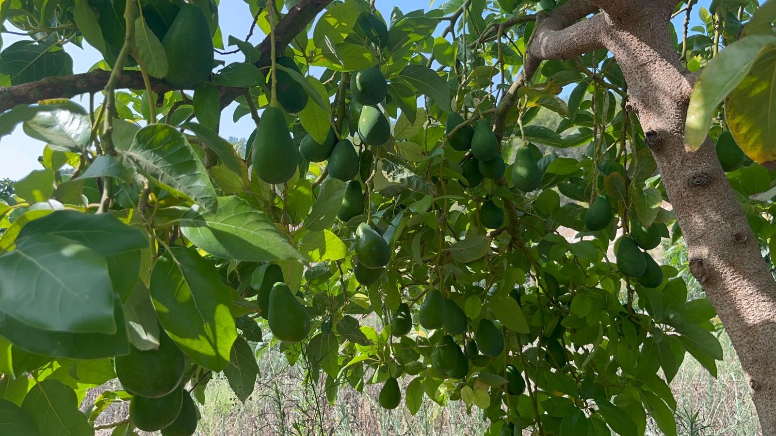 Denzli Haber Biber Hasat (2)