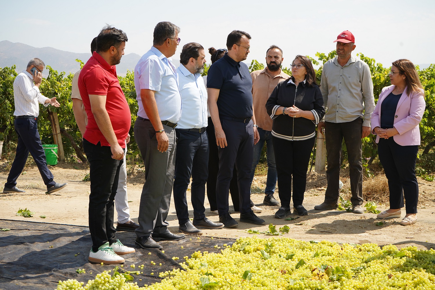 Şerefarpacı Manisaüzümbağı (2)