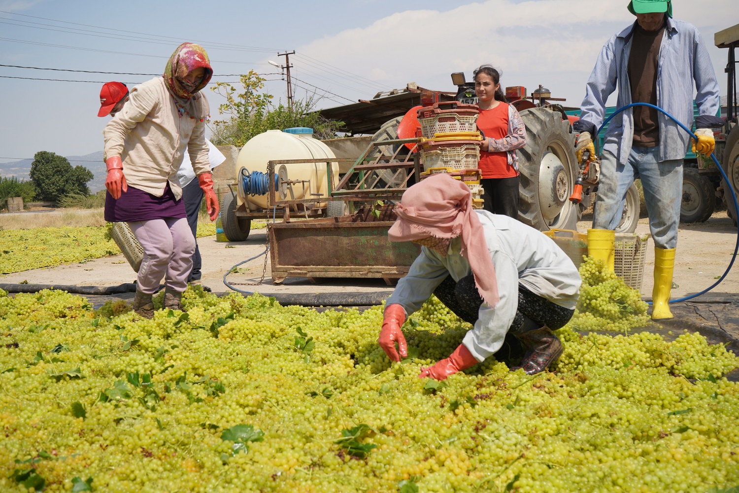 Şerefarpacı Manisaüzümbağı (3)