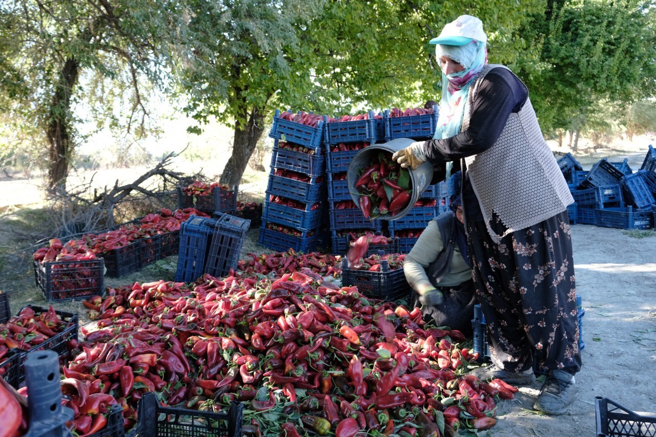 Denizil Haber Kadın