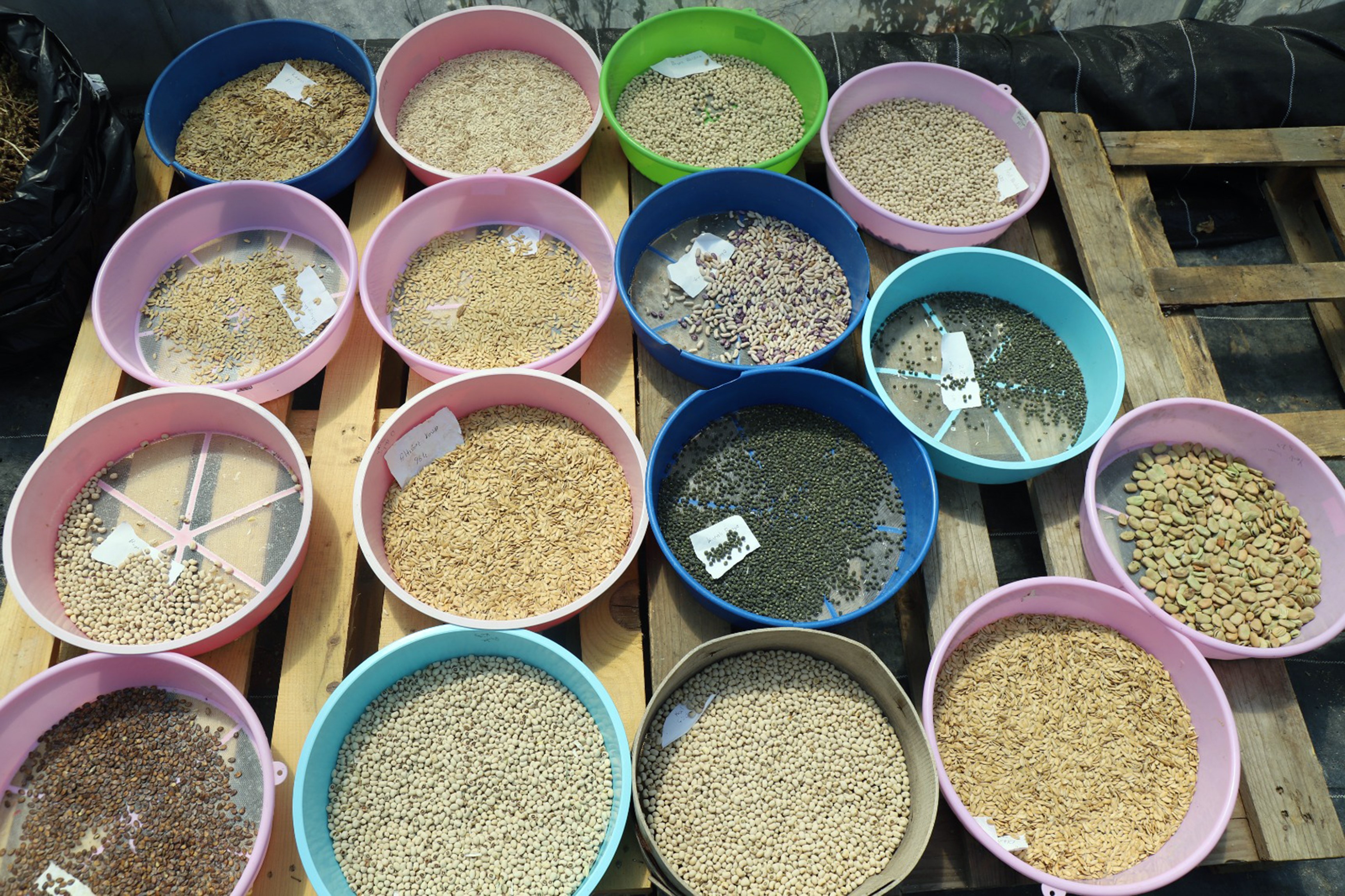 Denizli Haber 2026 Yılında 4 Milyon Ata Tohumu Dağıtımı Hedefliyor