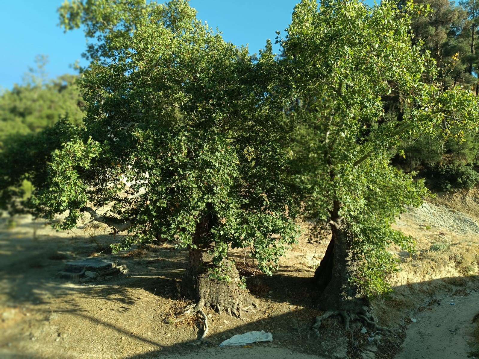 Denizli Haber Asırlıkağaç