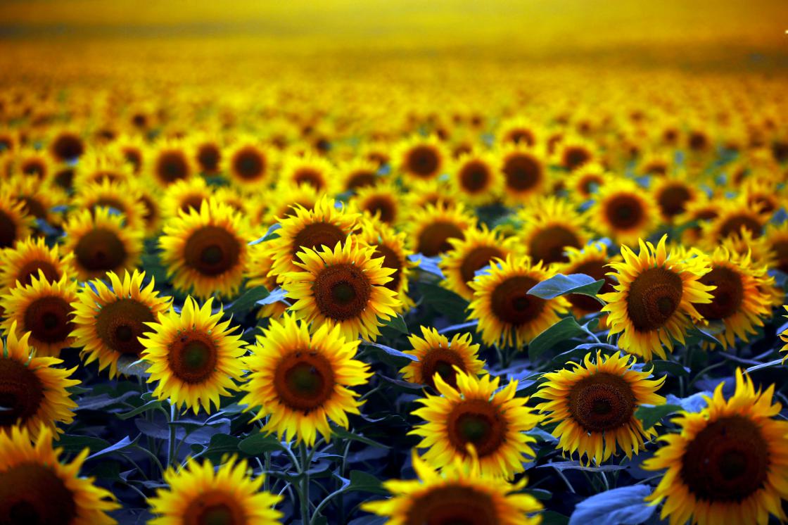 Denizli Haber Ayçiçeği (2)-1