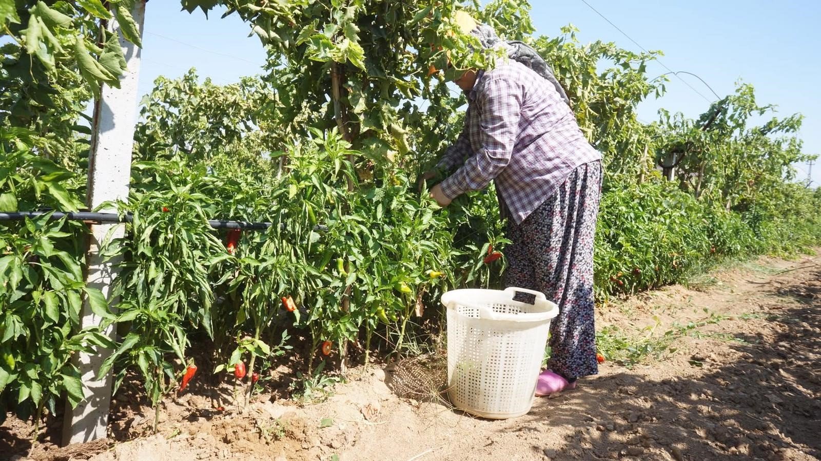 Denizli Haber Emcelibiberi (2)