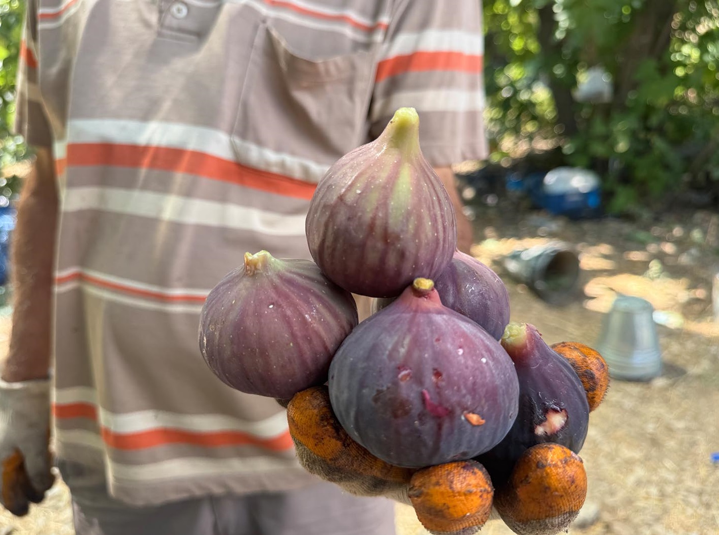 Denizli Haber Hasat5-6