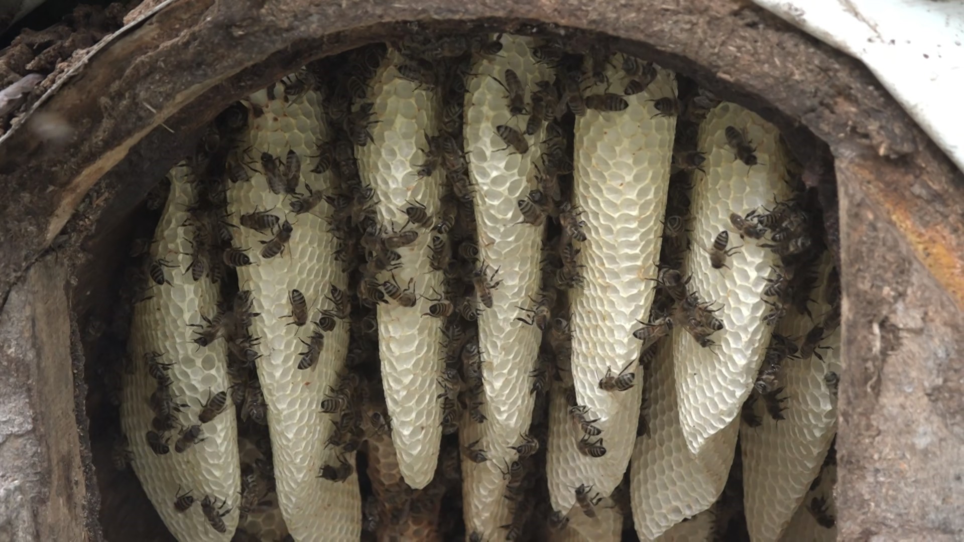 Denizli Haber Karakovanbalı (2)