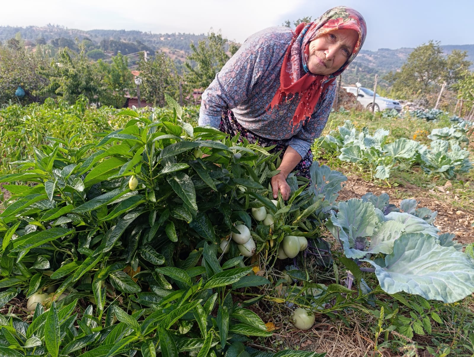 Denizli Haber Pepino (2)