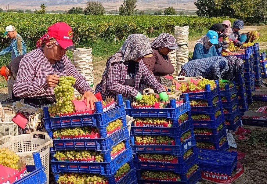 Denizli Haber Üzümhasat (1)
