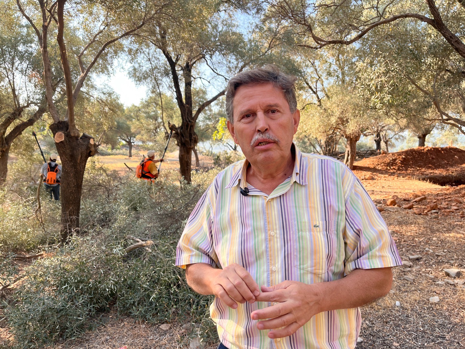 Denizli Haber Zeytinağaçları (2)