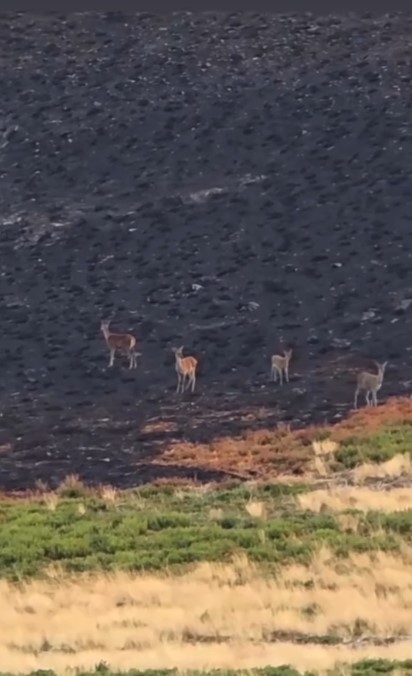 Denizlihaber Karacalar