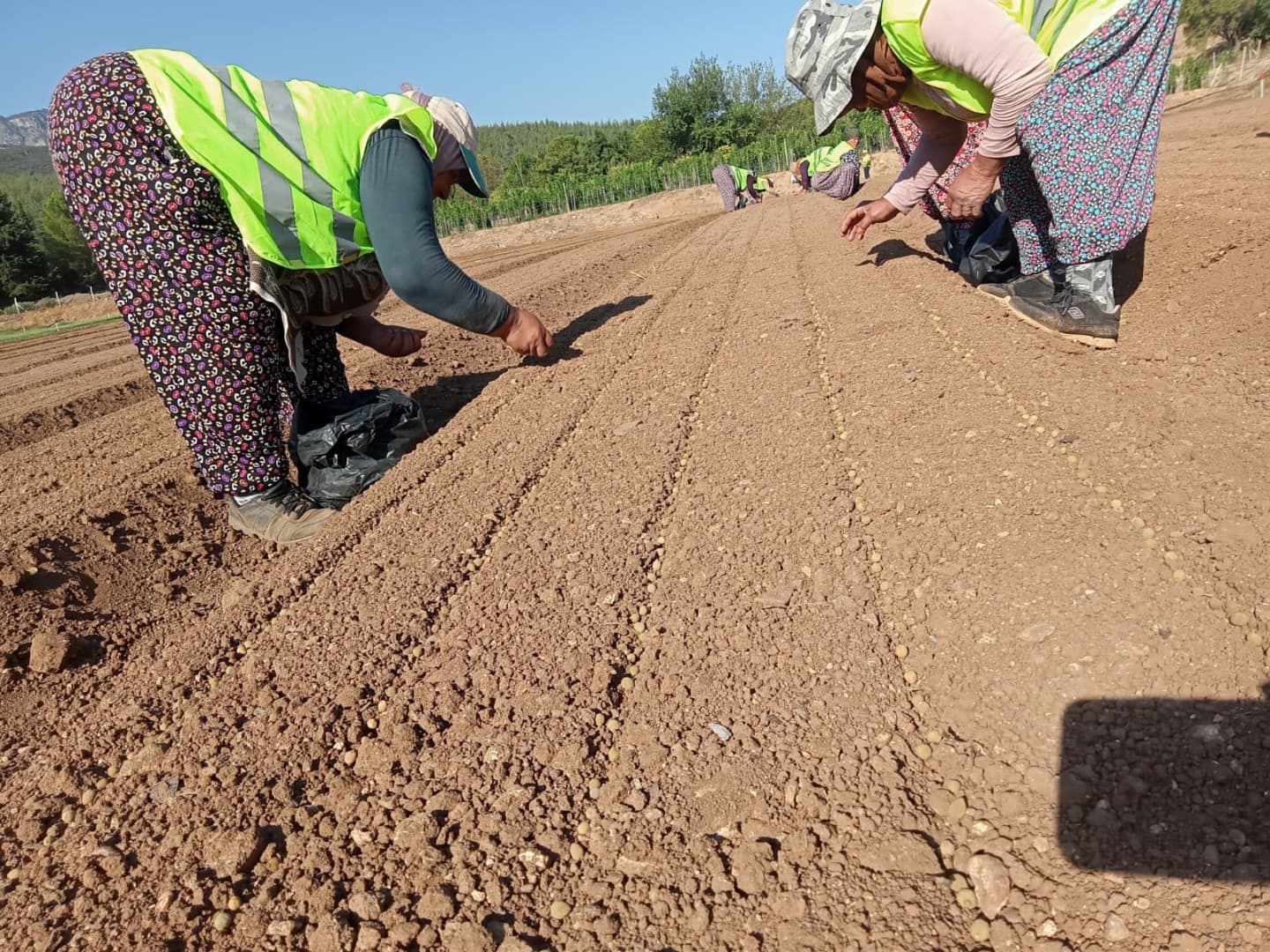 Denizlihaber Ormanfidan