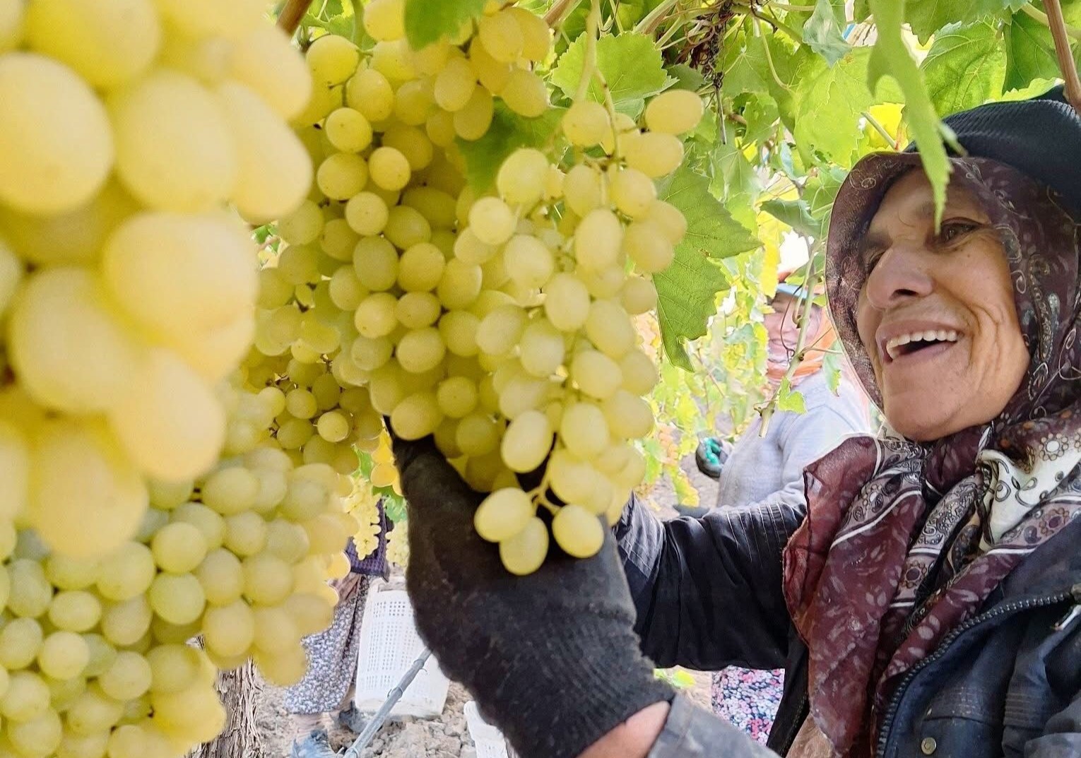 Denili Haber Üzüm (1)