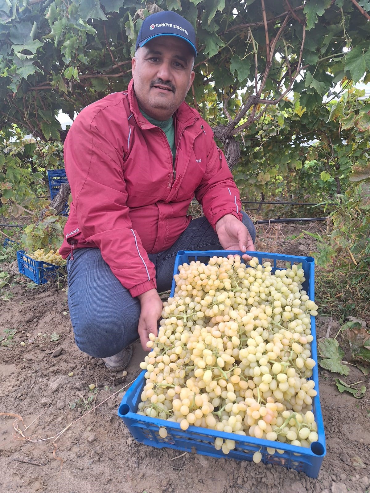 Denili Haber Üzüm (2)