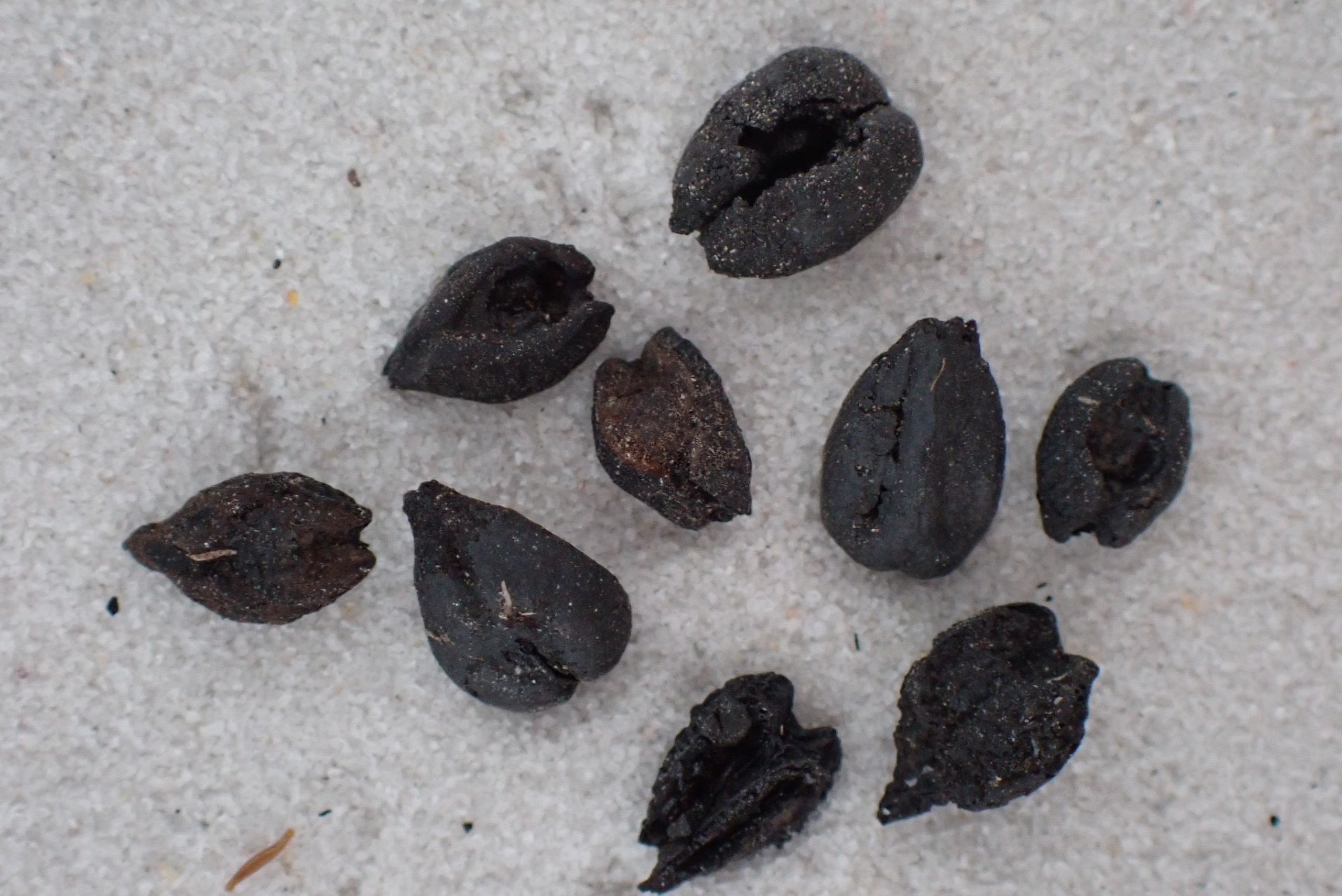 Denizli Haber Arkeoloji (1)