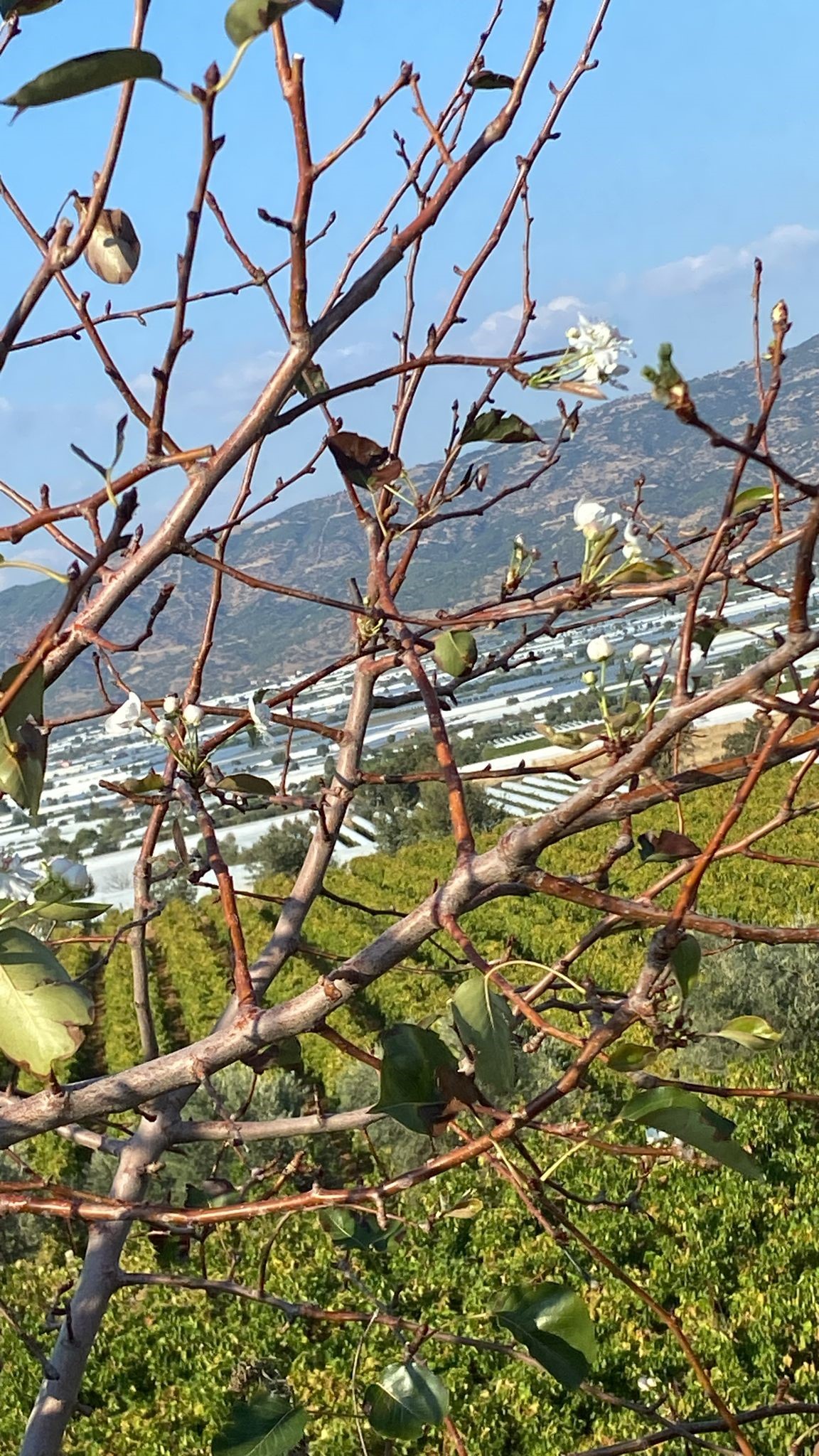 Denizli Haber Armutçiçeği (2)