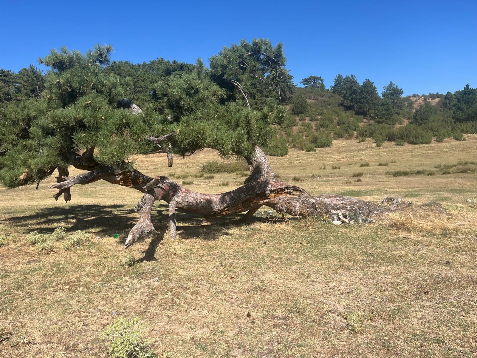 Denizli Haber Asırlıkçınar (1)