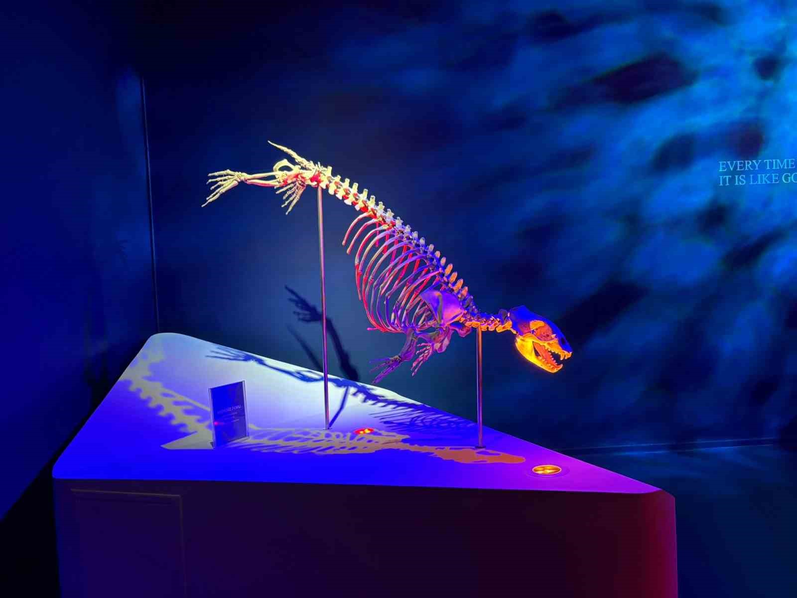 Denizli Haber Balinaiskelet