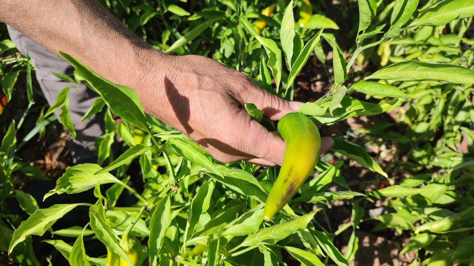 Denizli Haber Biberr