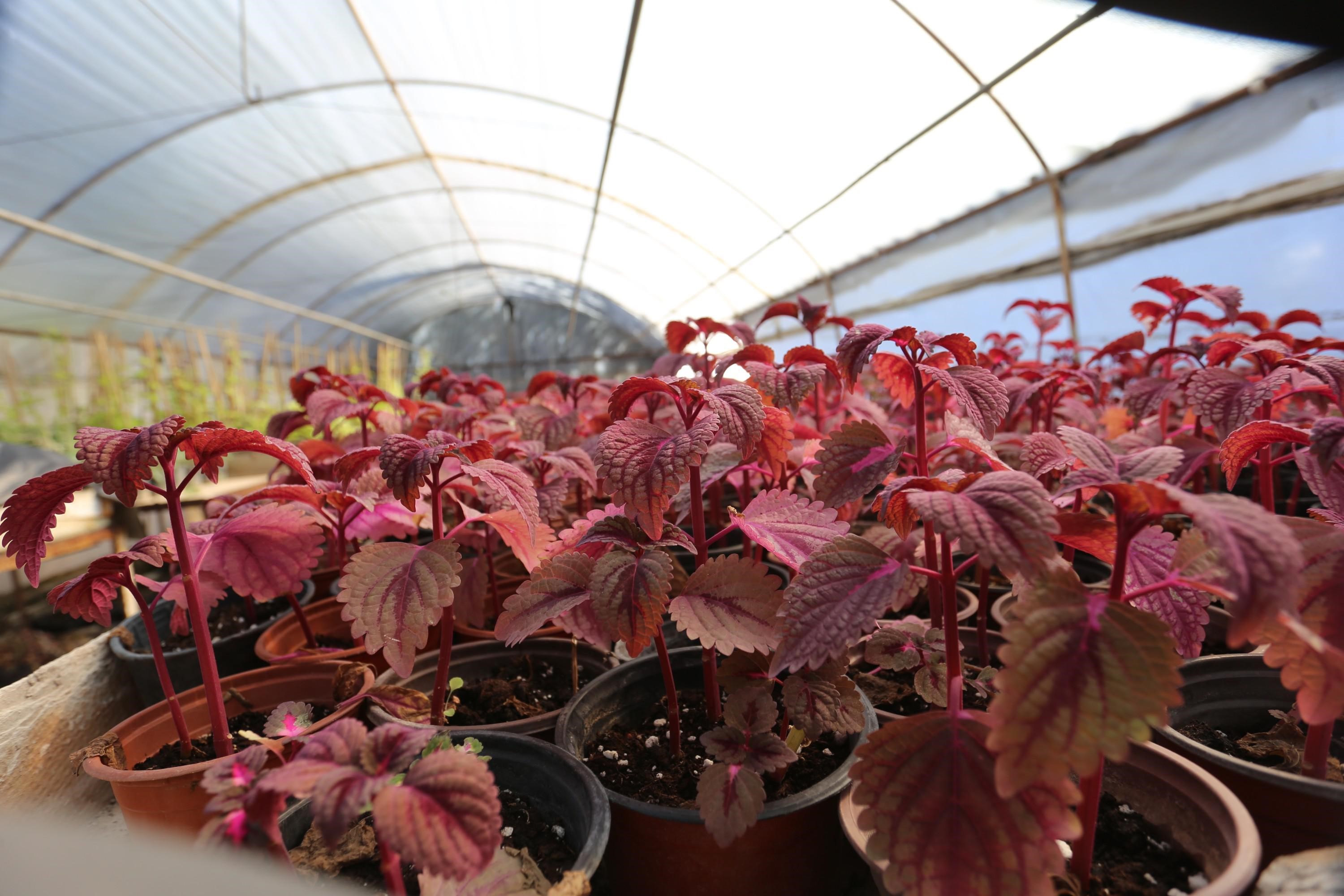 Denizli Haber Bitki (1)