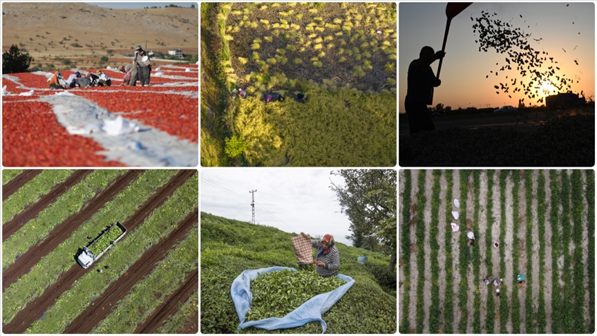 Denizli Haber Çiftçilik-2