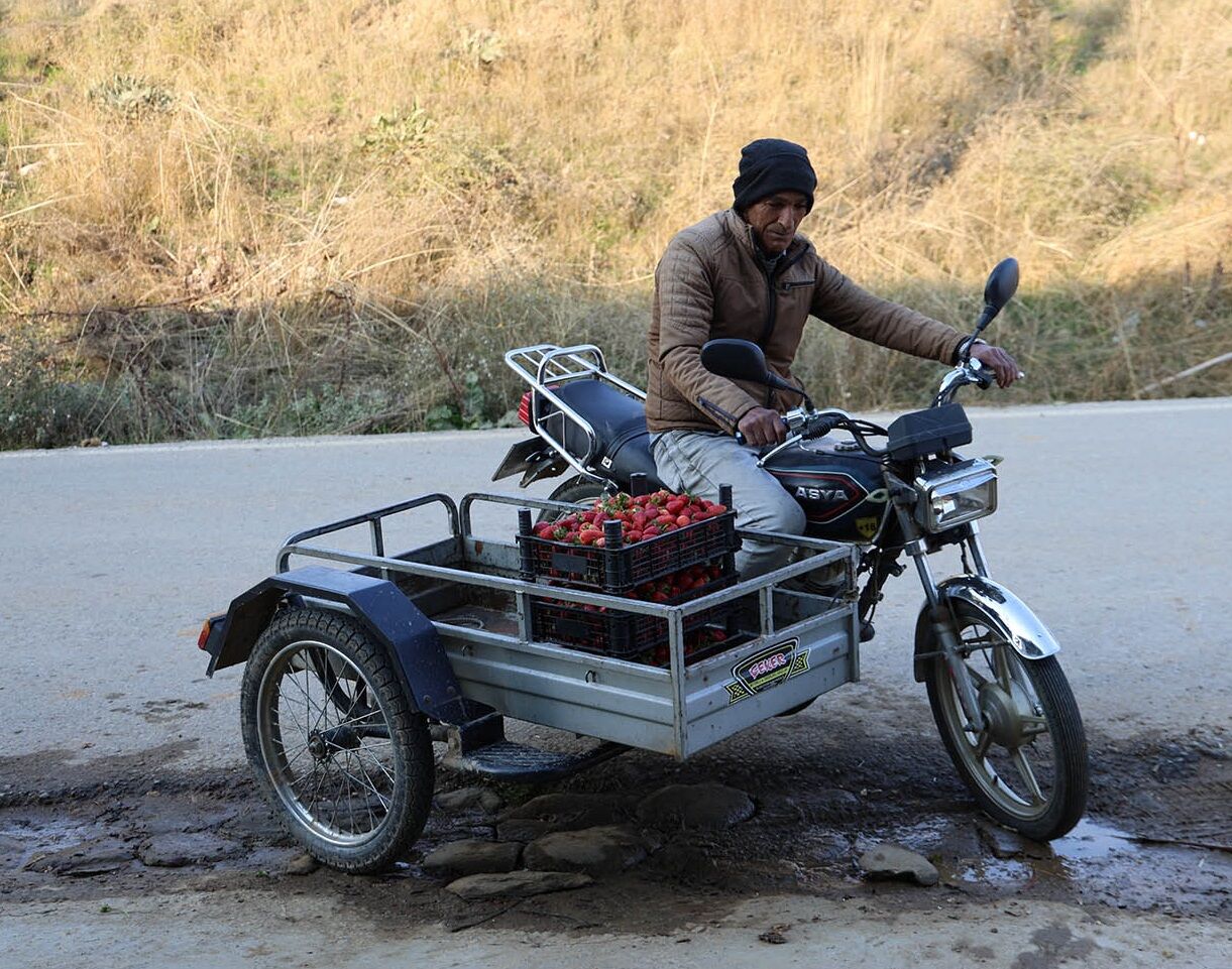 Denizli Haber Çilek.jpg1