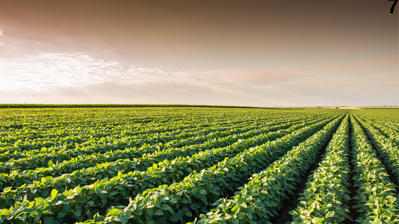 Denizli Haber Fasulye-2