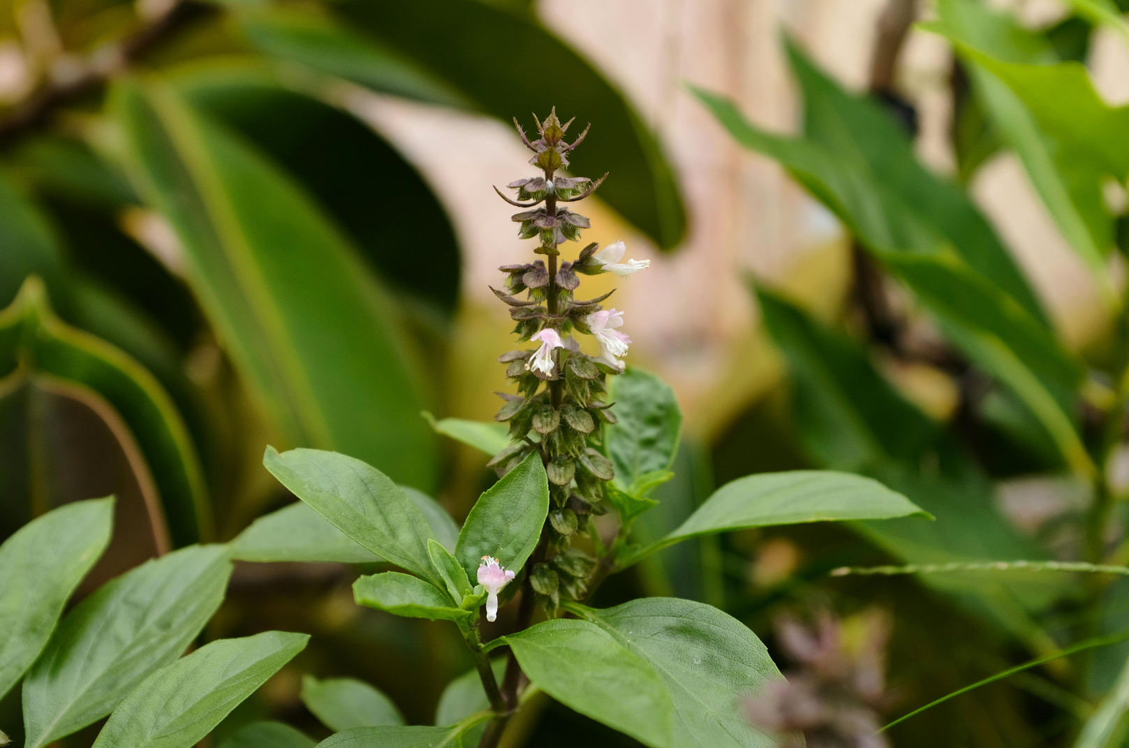 Denizli Haber Fesleğen