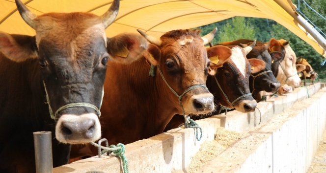 Denizli Haber Hayvancılık