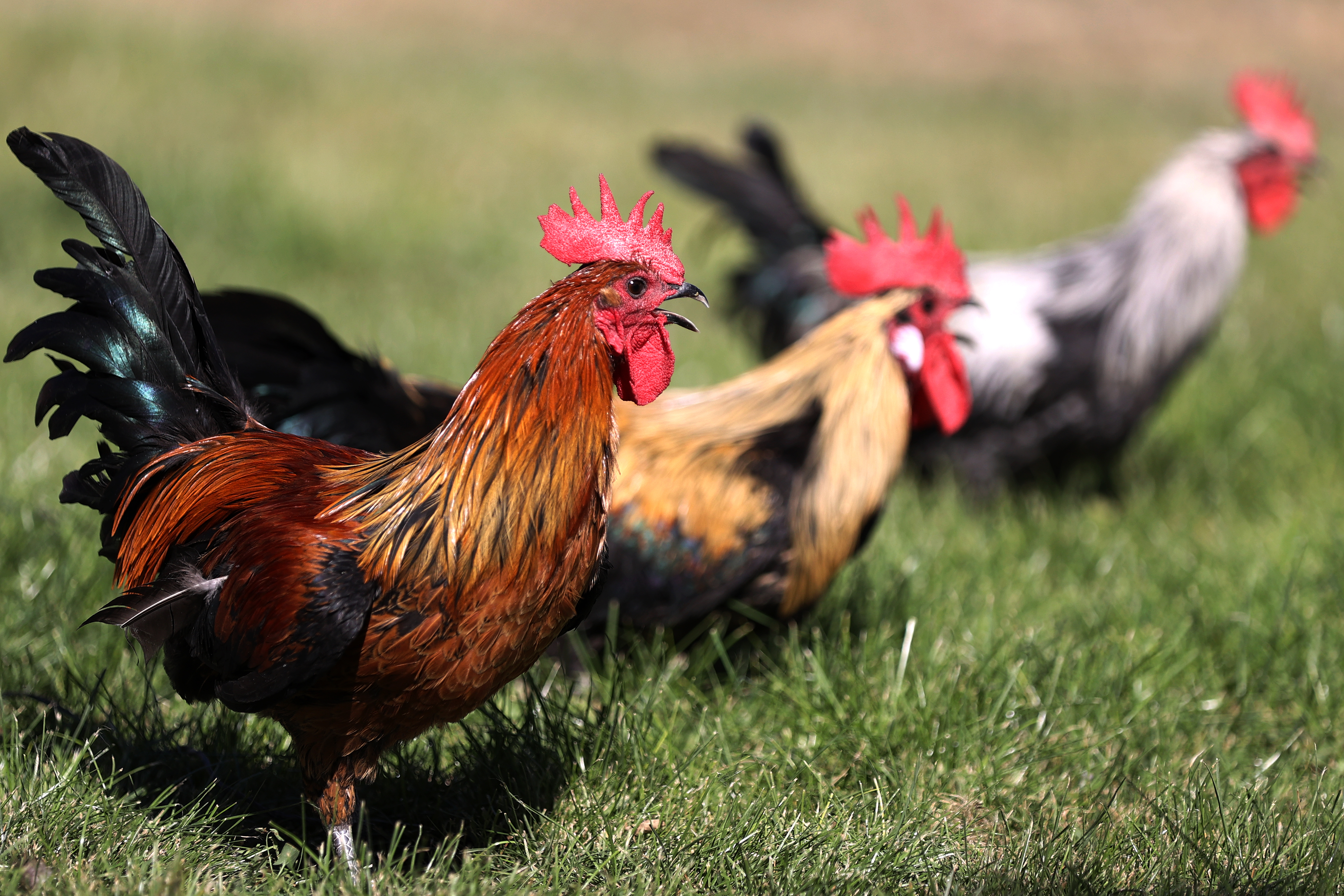 Denizli Haber Horoz (12)