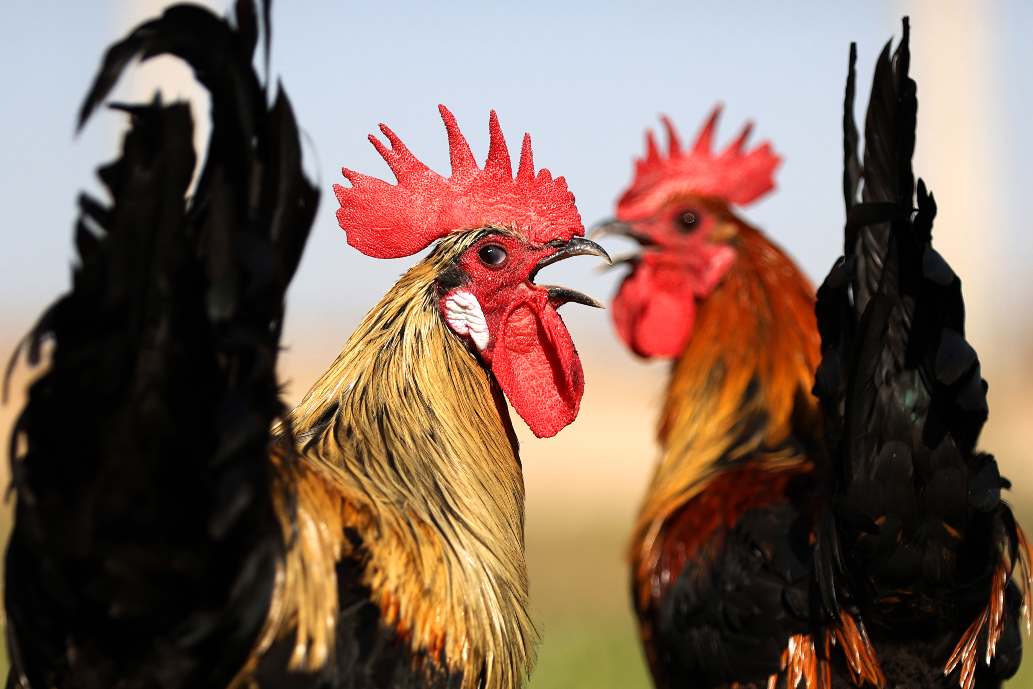 Denizli Haber Horoz (2)-1