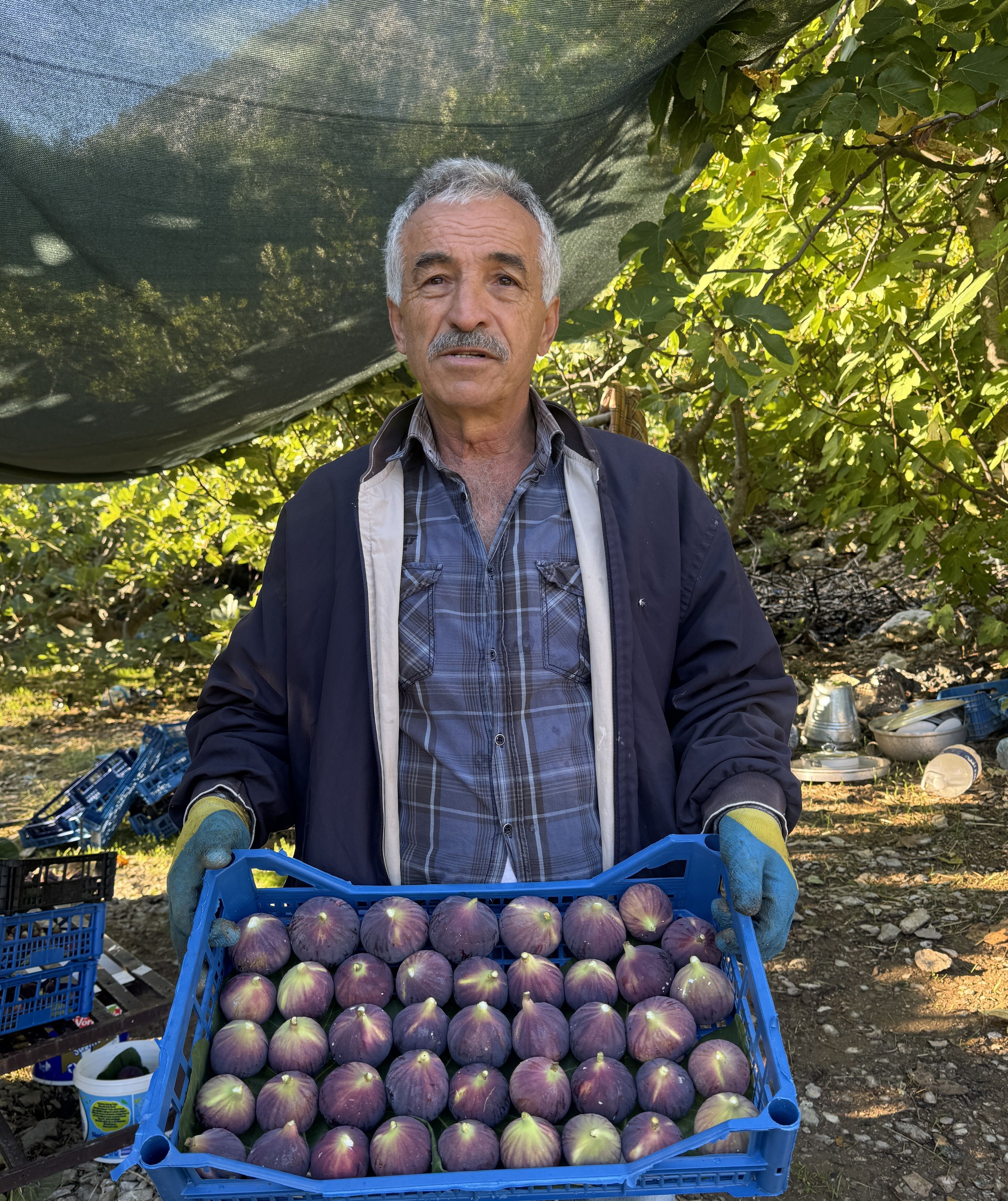 Denizli Haber Incir (2)-3