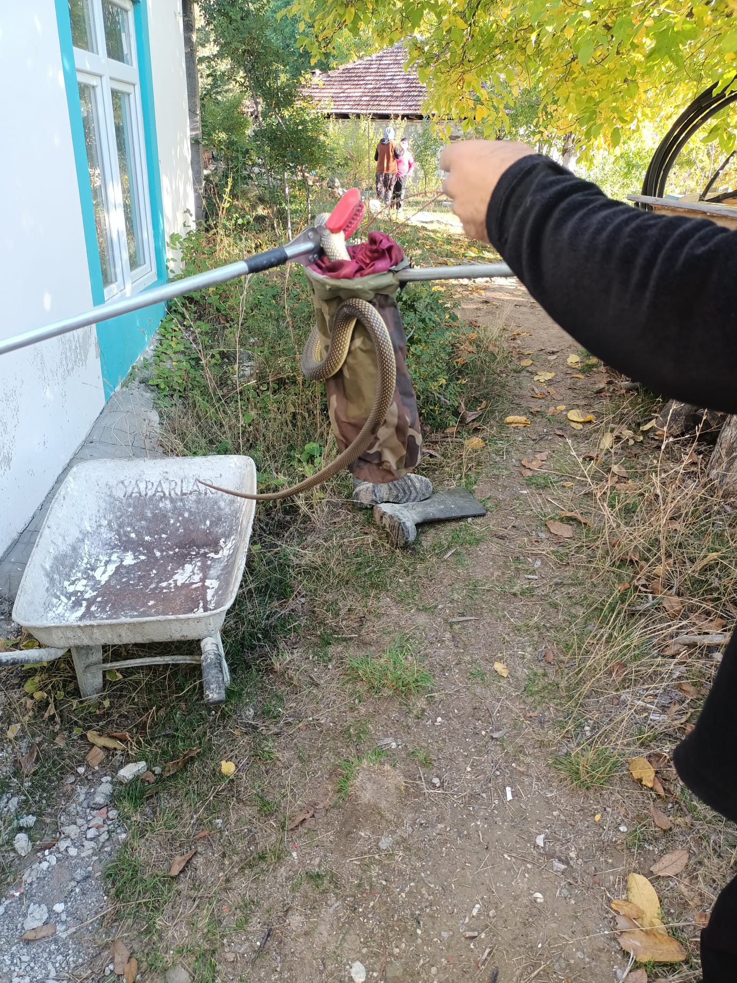 Denizli Haber Kalınkoz Yılan (2)