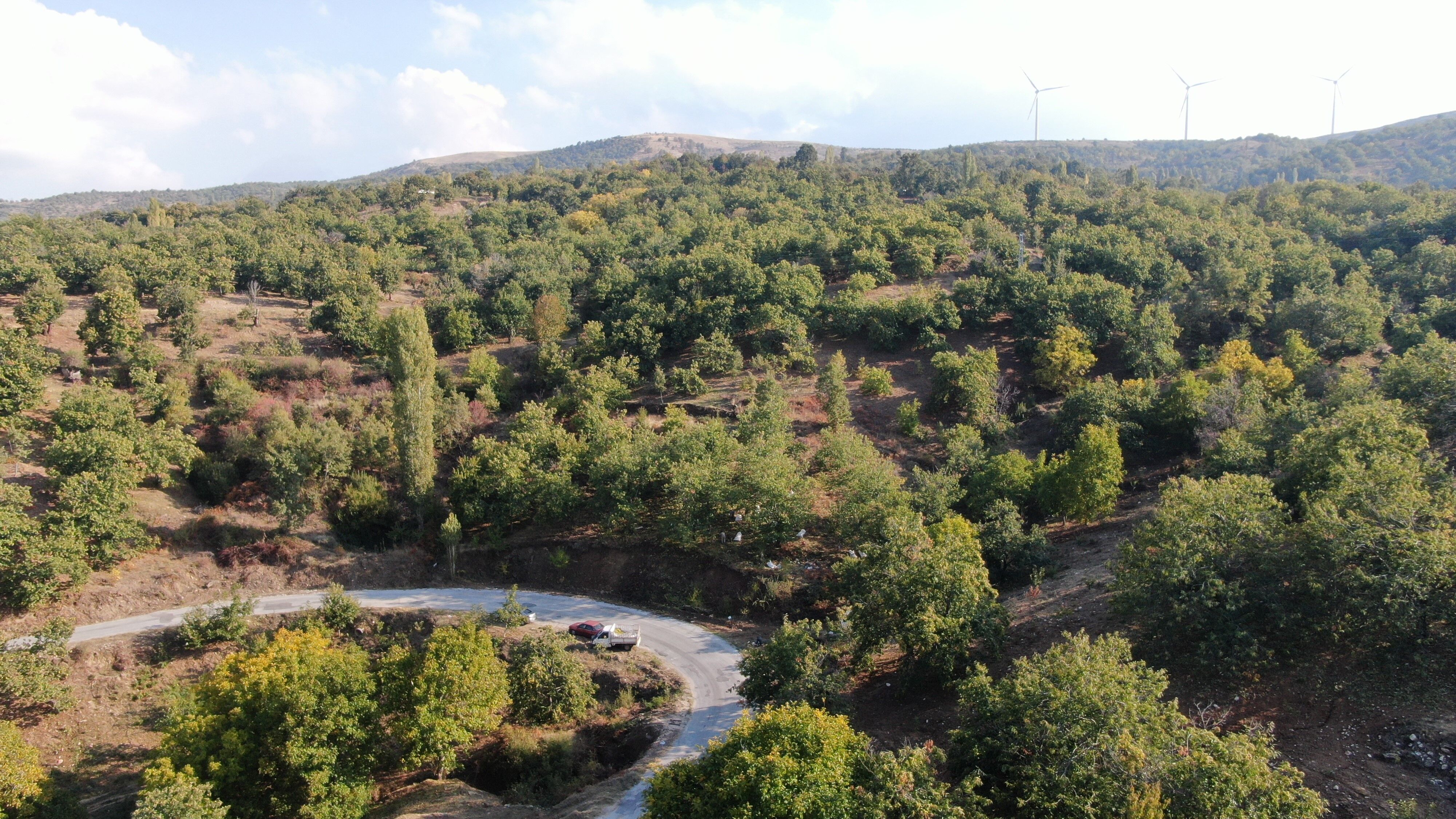 Denizli Haber Kestane (3)