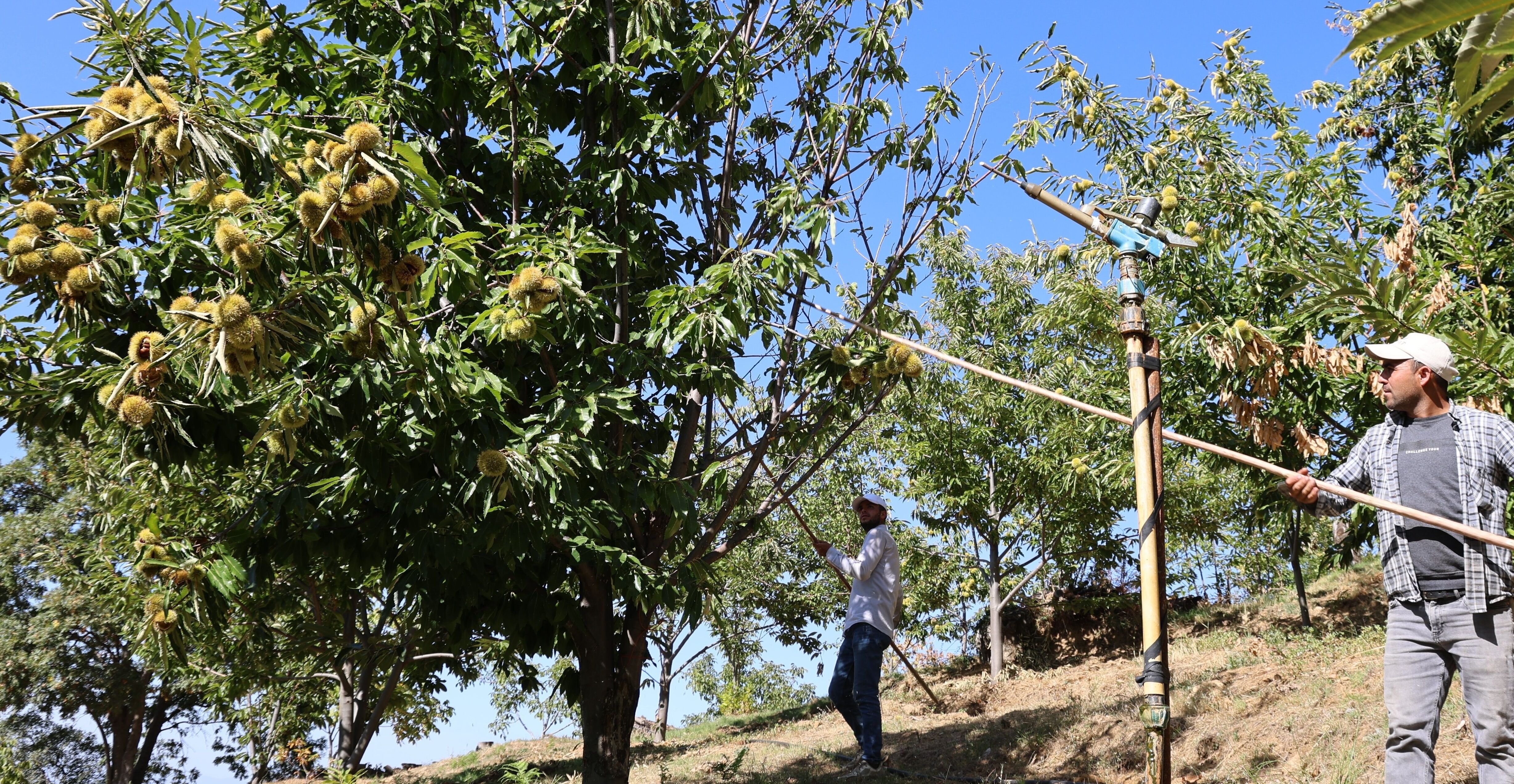 Denizli Haber Kestane