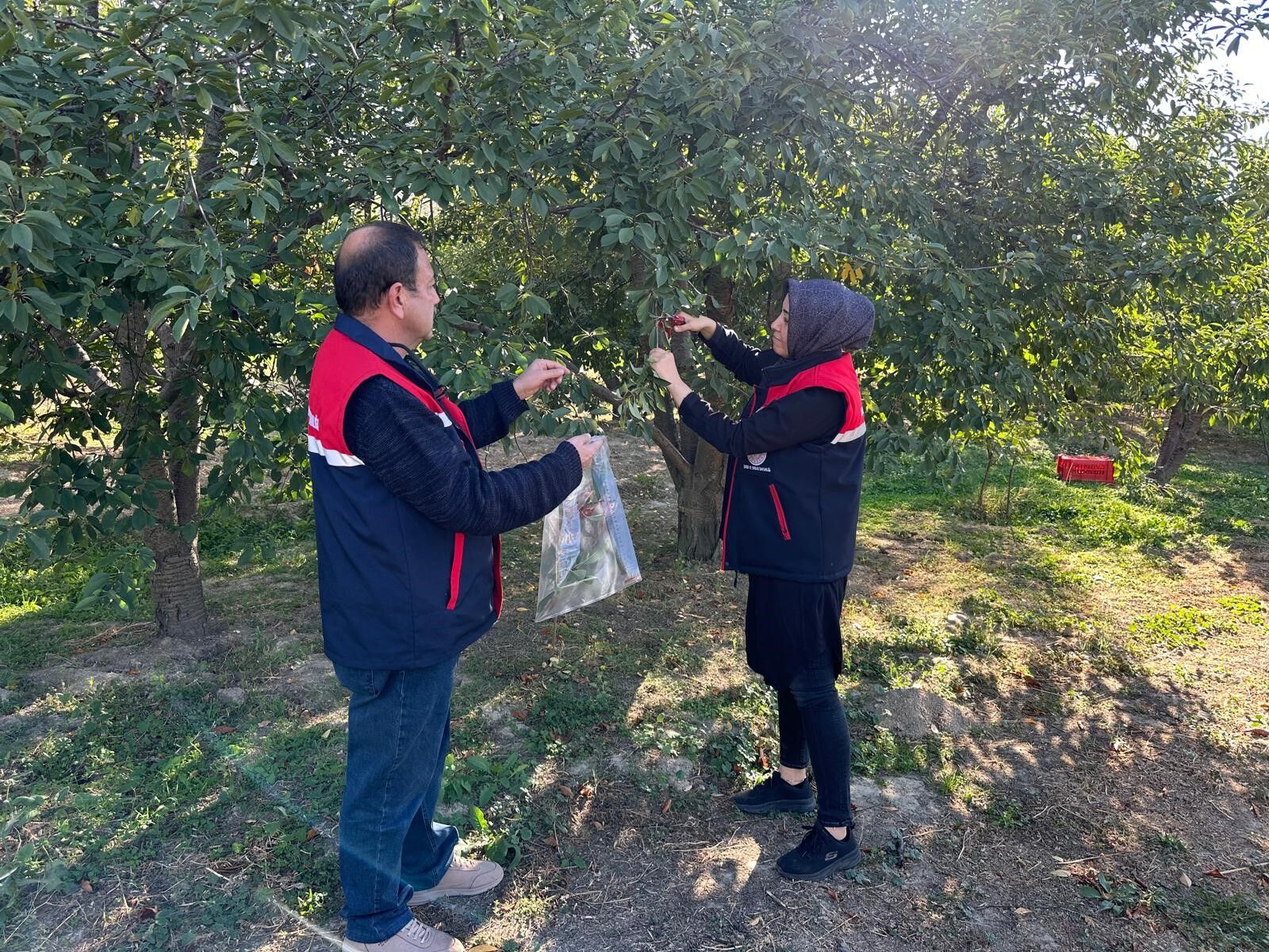 Denizli Haber Kiraz-1