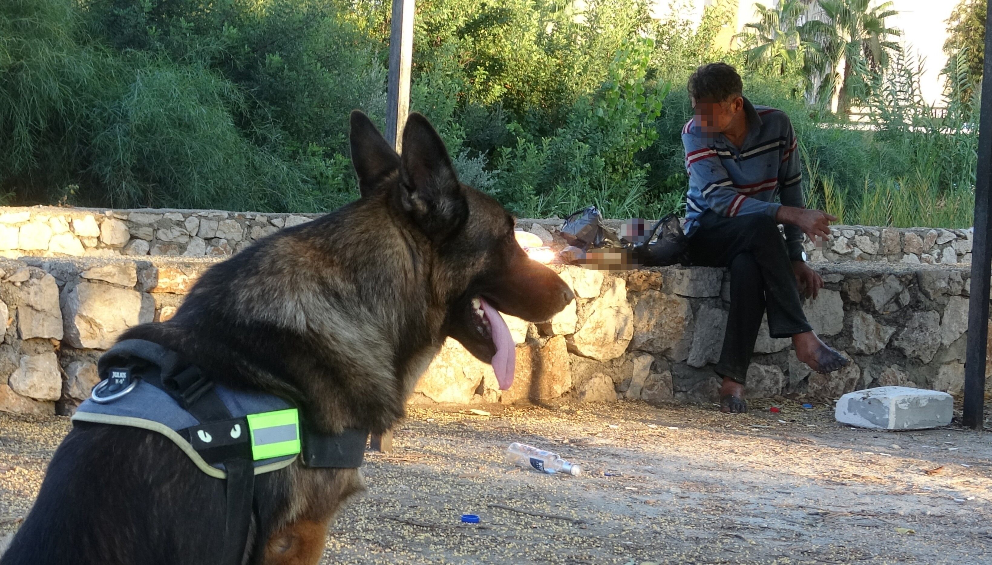 Denizli Haber Köpek