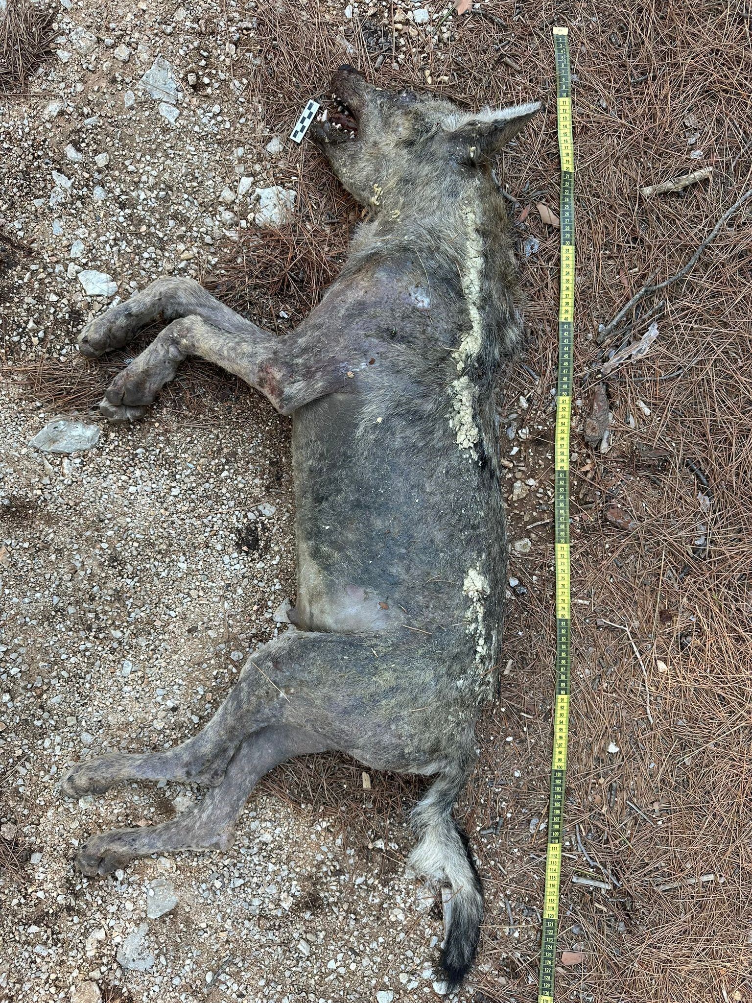 Denizli Haber Kurt-4