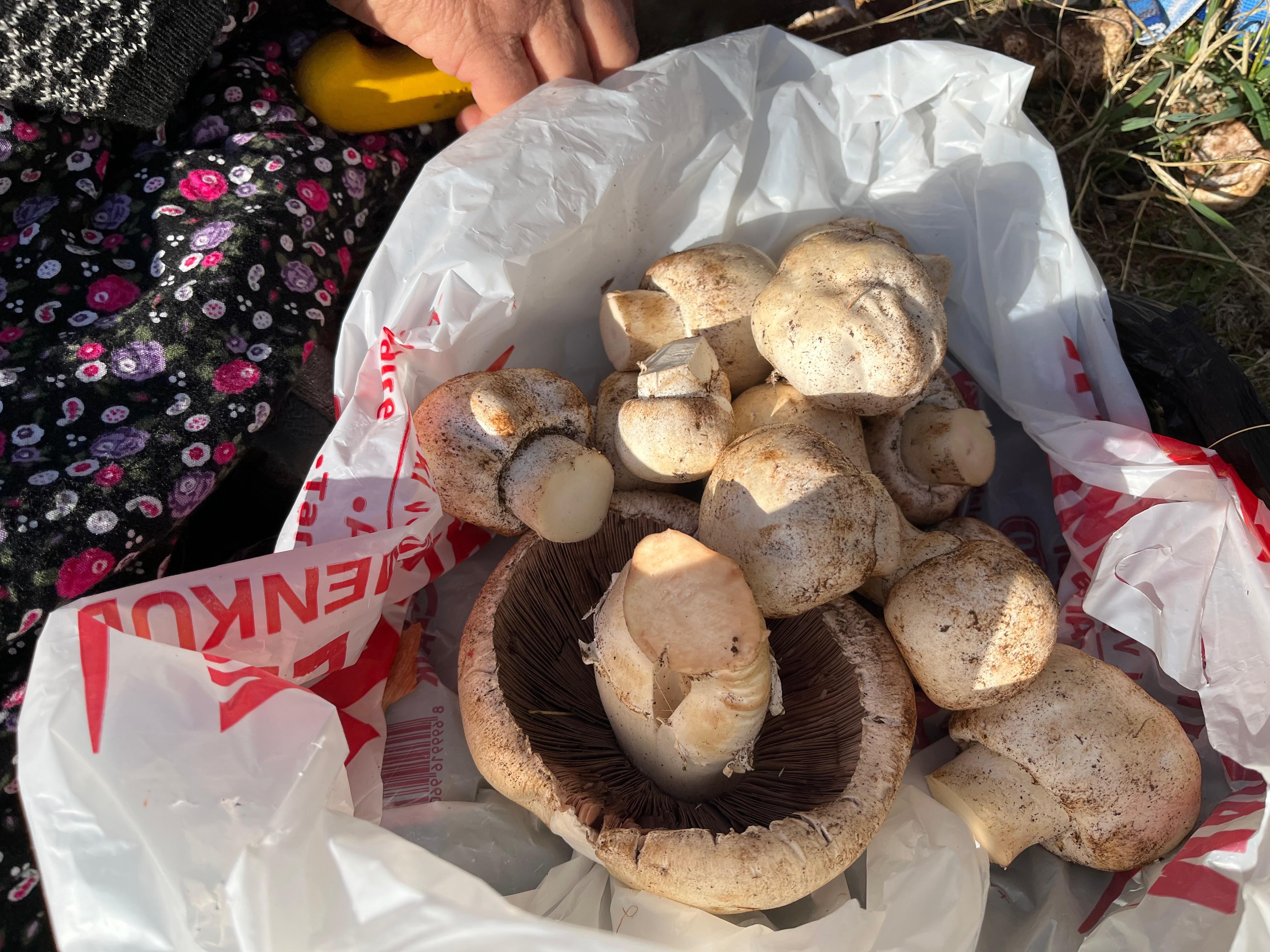 Denizli Haber Mantarr (1)