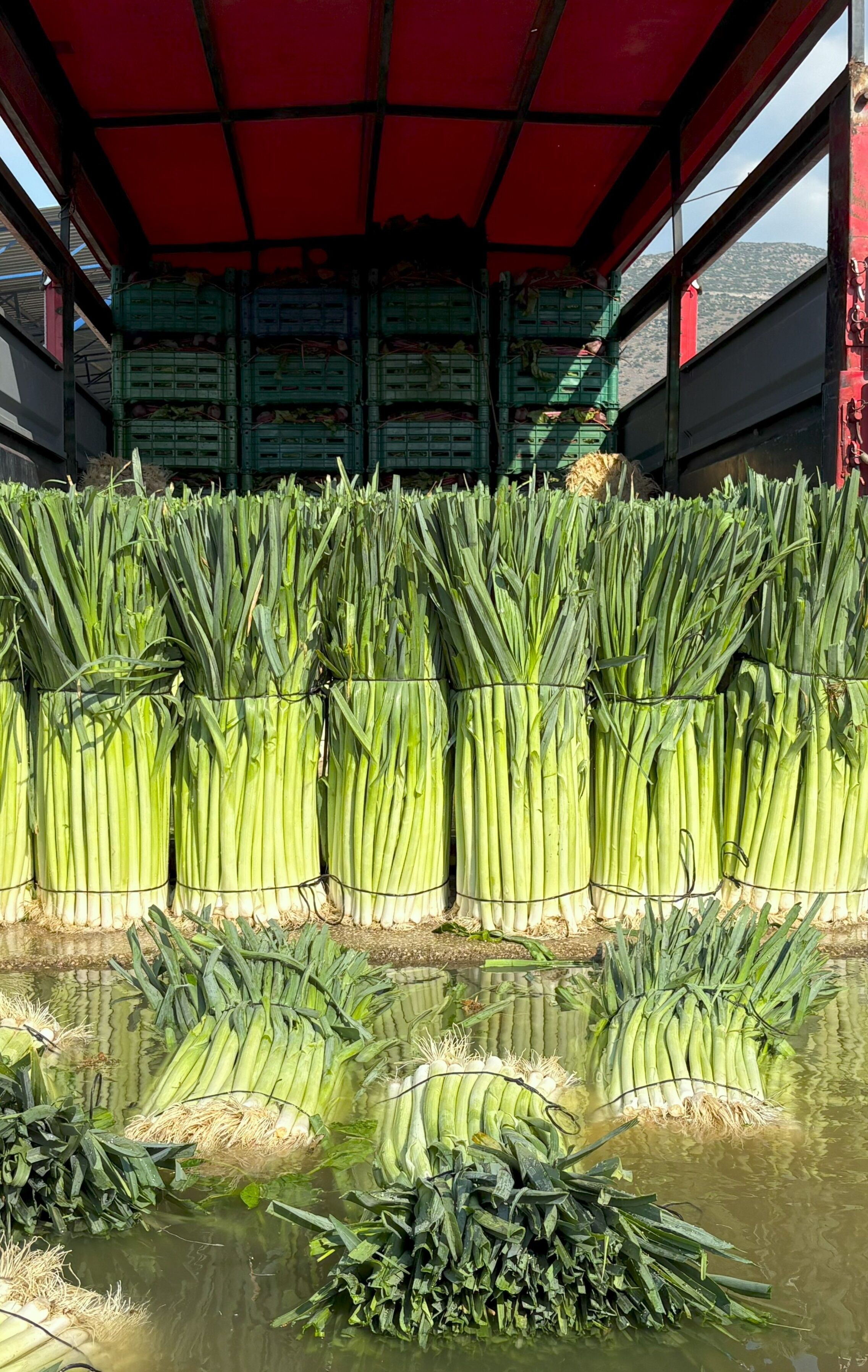 Denizli Haber Pırasa (3)