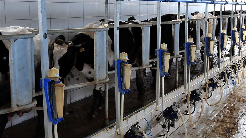 Denizli Haber Rekabet Kurumundan Süt Sektöründe Faaliyet Gösteren Sanayicilere Uyarı