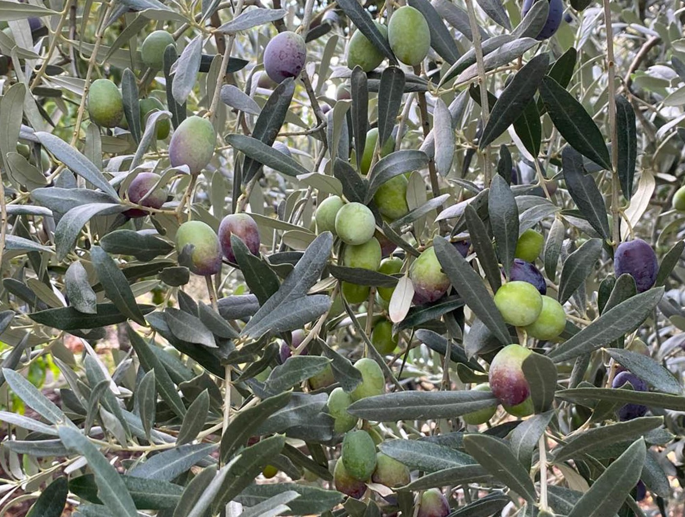 Denizli Haber Rekor3