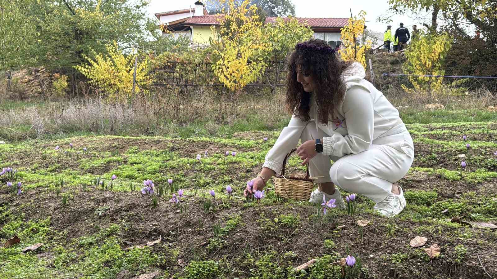 Denizli Haber Safran2