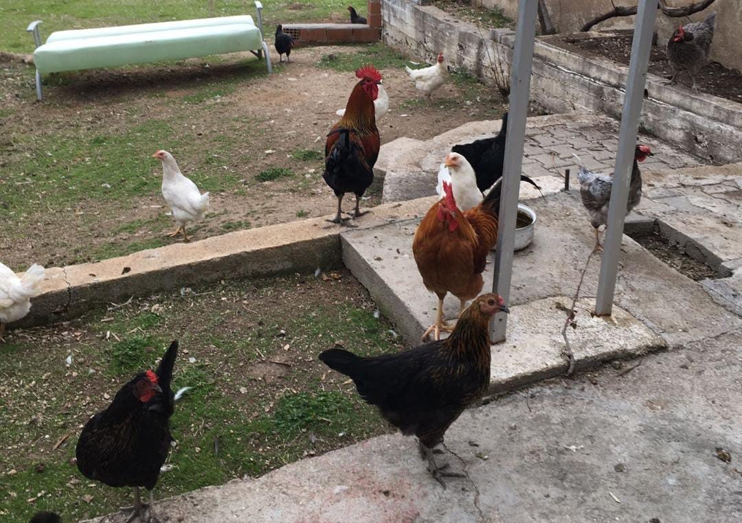 Denizli Haber Salgınn (1)