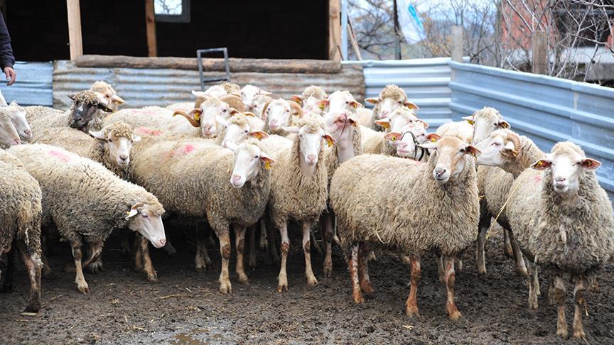 Denizli Haber Şap Koyun