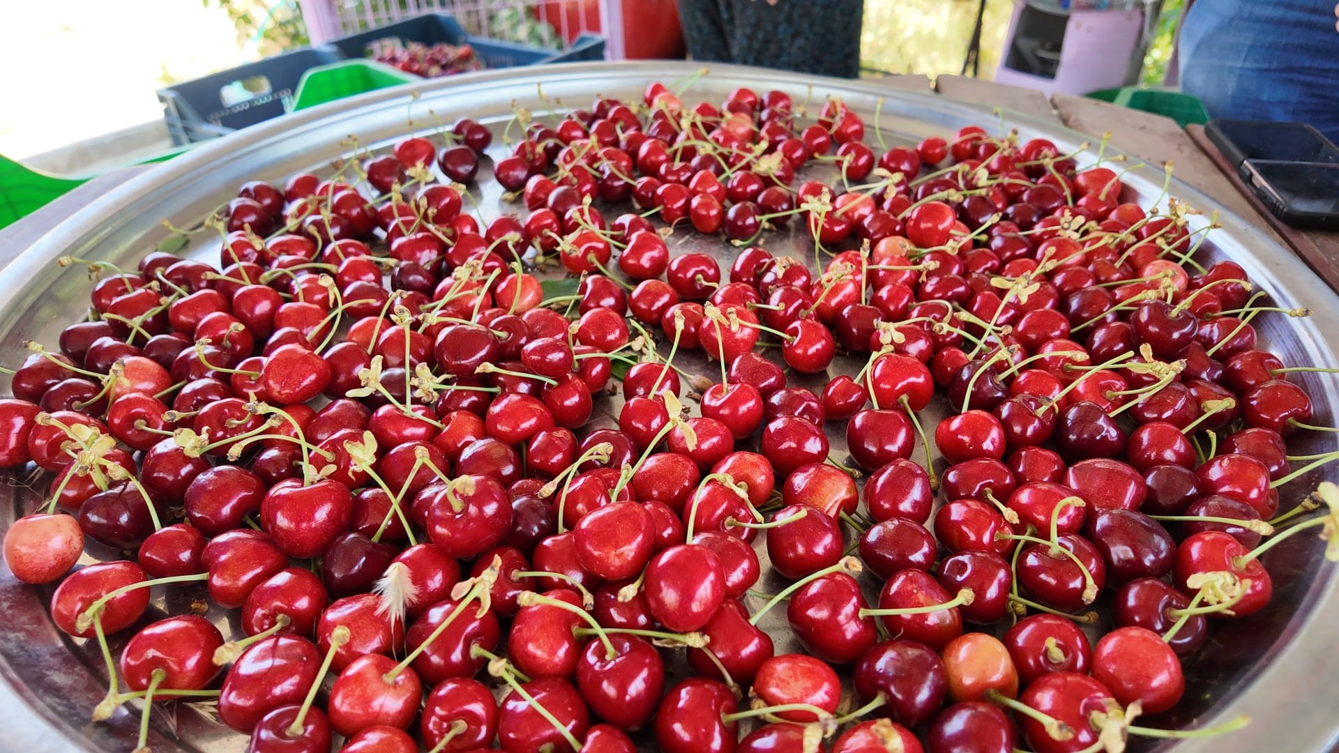 Denizli Haber Tarım (2)-3