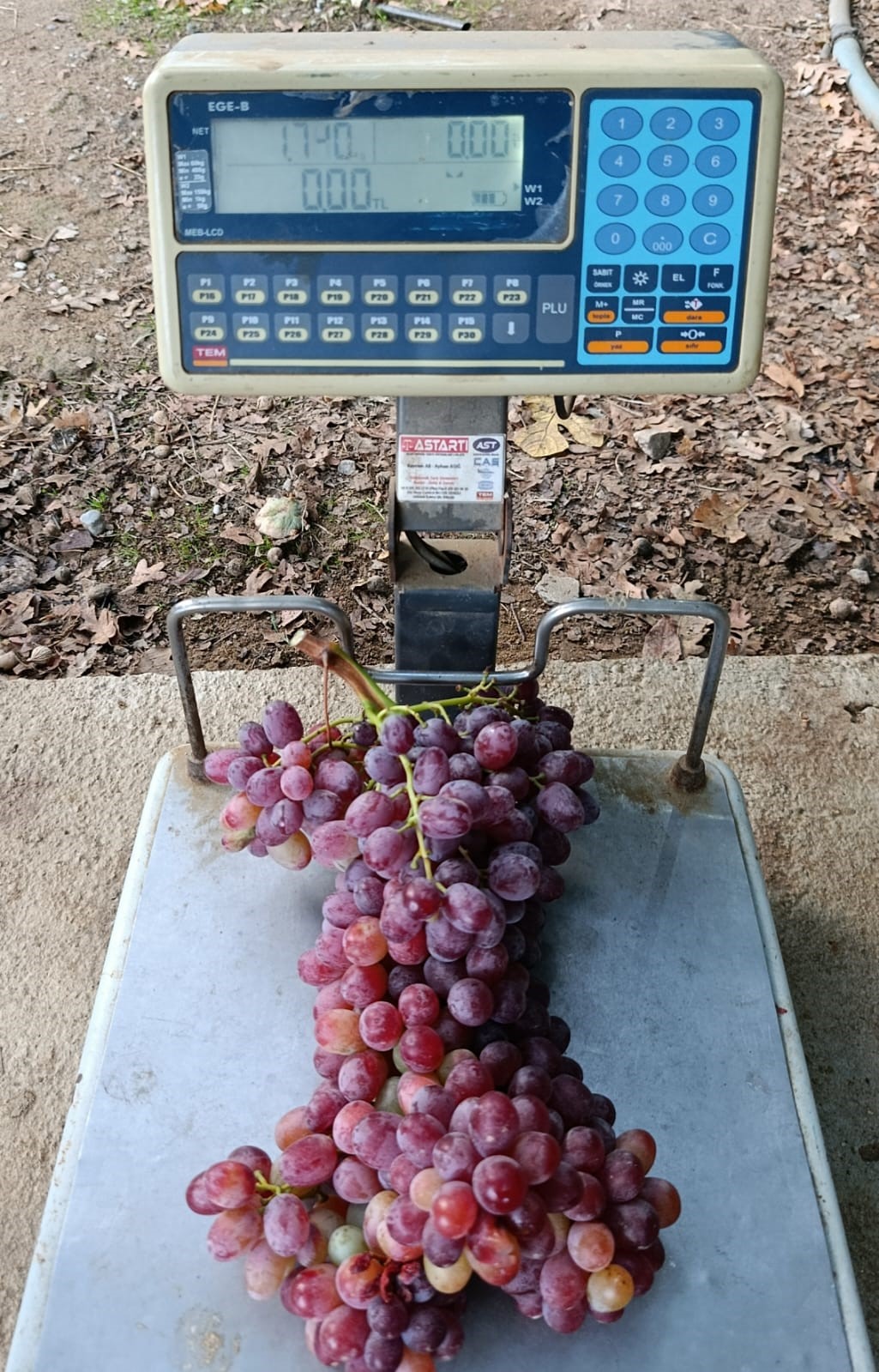 Denizli Haber Üzümm-1